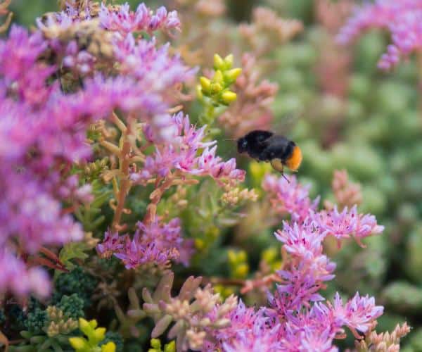 Sedum Arten bienenfreundlich
