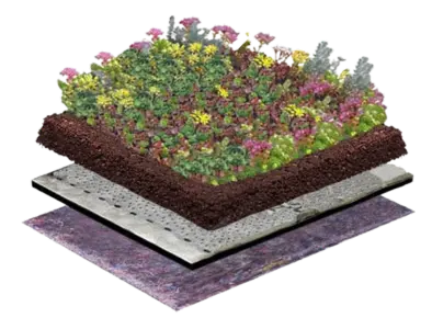 Sedum-Kräuter Gründach (Menu-Image)