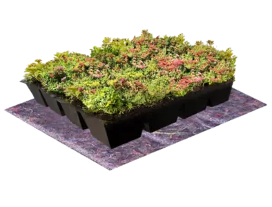 Sedum-Kassetten (Menu-Image)