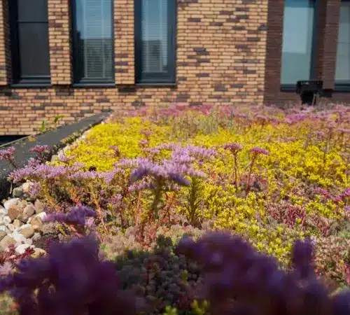 Dachbegrünung Pflanzen