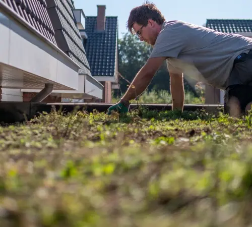 Dachbegrünung machen